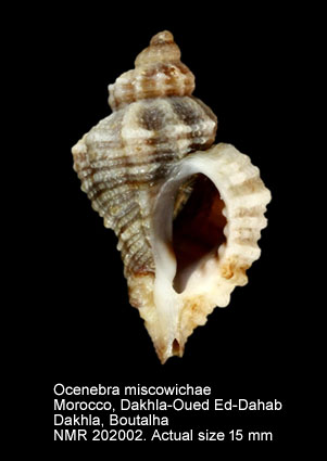 Ocenebra miscowichae.jpg - Ocenebra miscowichae (Pallary,1920)